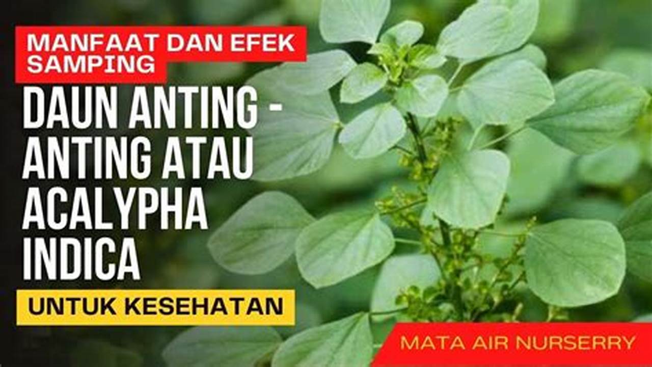Temukan Khasiat Daun Anting-anting yang Jarang Diketahui
